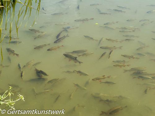 Fish in hammer stream