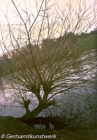 Tree at the lake