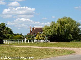 Willow tree