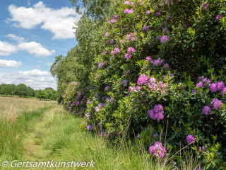 End of rhododendrons June