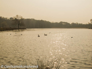 Misty ponds March