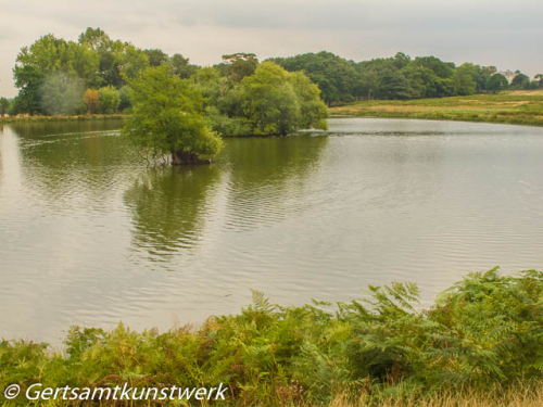 Pond island in September