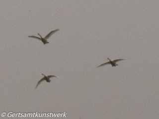Swans flocking September