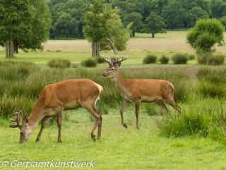 Young stags June