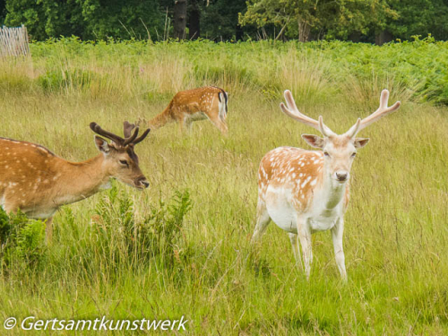Fallow deer June Fallow deer June