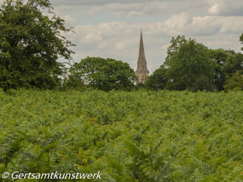 Ferns and spire June