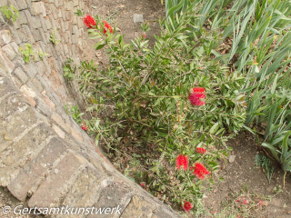 Flowers Pembroke Lodge June