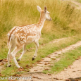 Babycham deer 