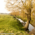 Beverley Brook 