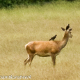 Birds on deer