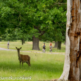Deer and cyclists 