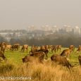 Deer and Roehampton skyline 