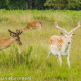 Fallow deer 