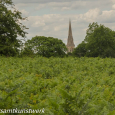 Ferns and spire 