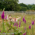 Foxgloves and deer