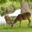 Grazing stags 