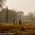 Horses in Richmond Park 