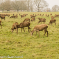 Lots of red deer 