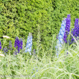 Lupins