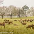 Red deer