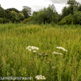 Cow parsley