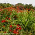 Red bells