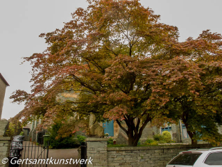 Church tree