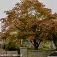 Church tree