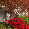 Red rhododendron