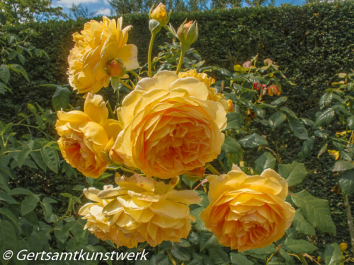 Yellow roses