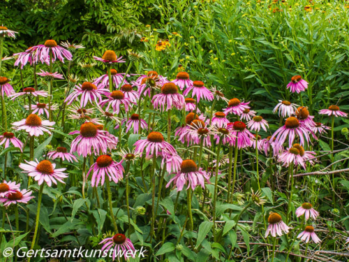 Daisies