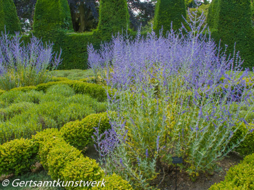 Squares of lavender