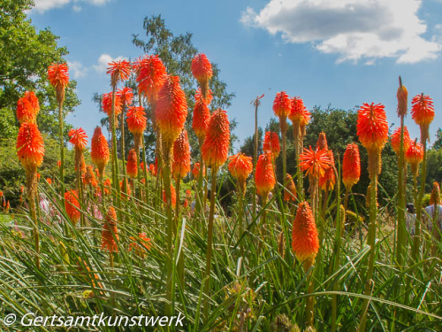 Red hot pokers