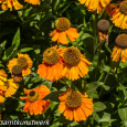 Big orange flowers