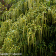 Catkins