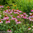 Daisies