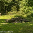 Felled branches