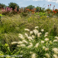 Grassland