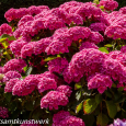 Hydrangea pink