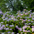 Hydrangea