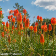 Red hot pokers