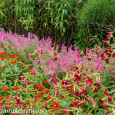 Shades of red and pink