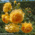 Yellow roses