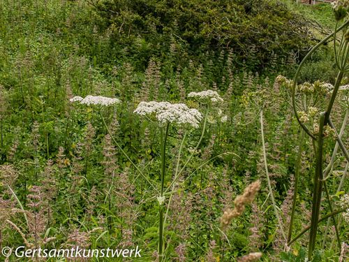 Dune plants