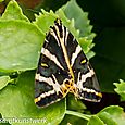 Jersey tiger at home