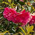 Close camellia