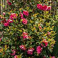 Full camellia