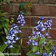 Close bluebells