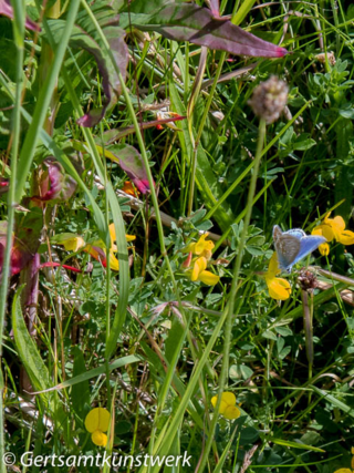 Butterfly and flowers