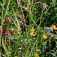 Butterfly and flowers